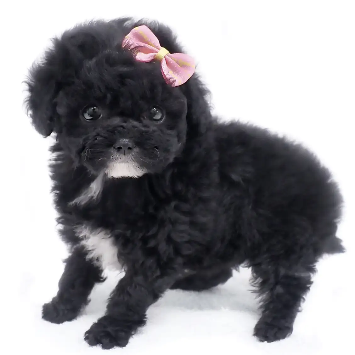 トイ・プードル