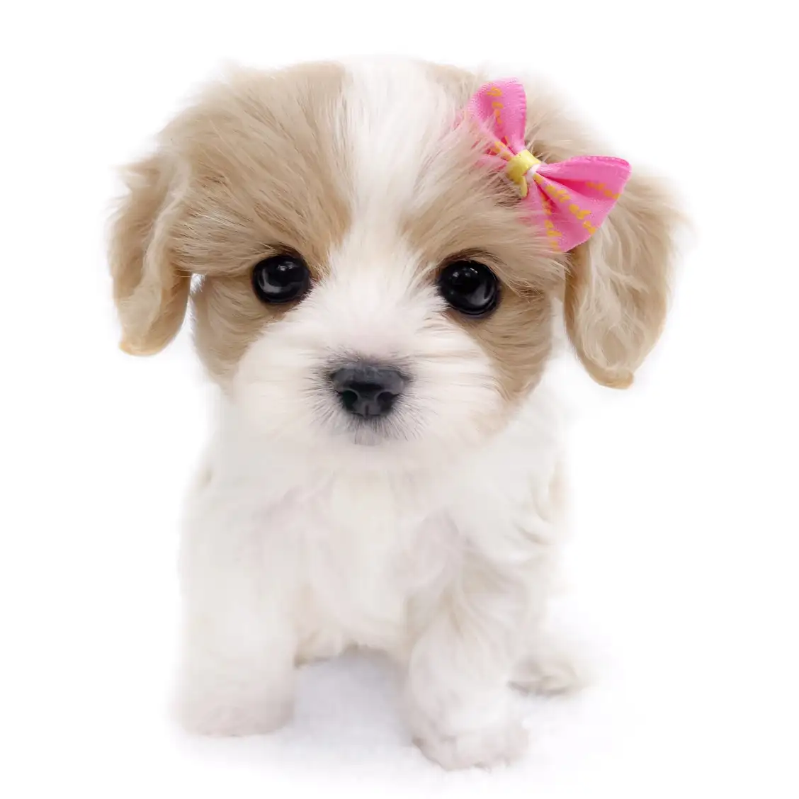 MIX(マルチーズ×キャバリアキングチャールズスパニエル)