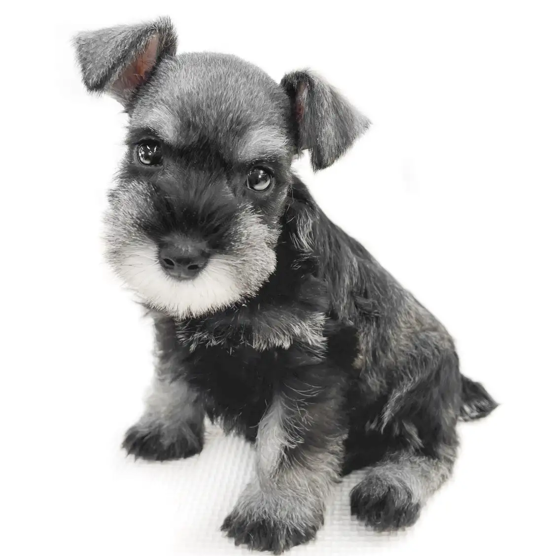 ミニチュア・シュナウザー