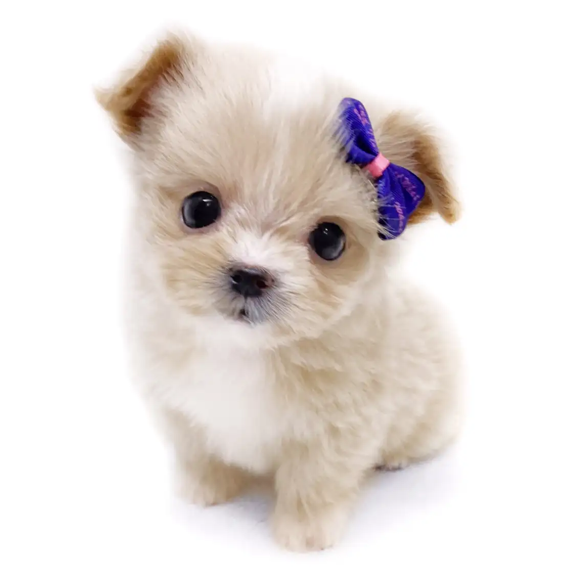 MIX(トイプードル×マルチーズ)