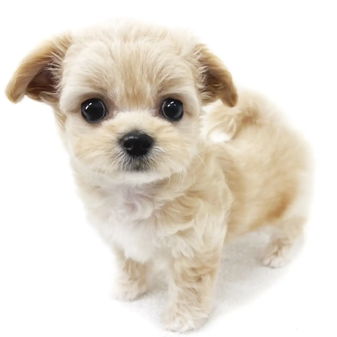 MIX(チワワ×トイプードル)