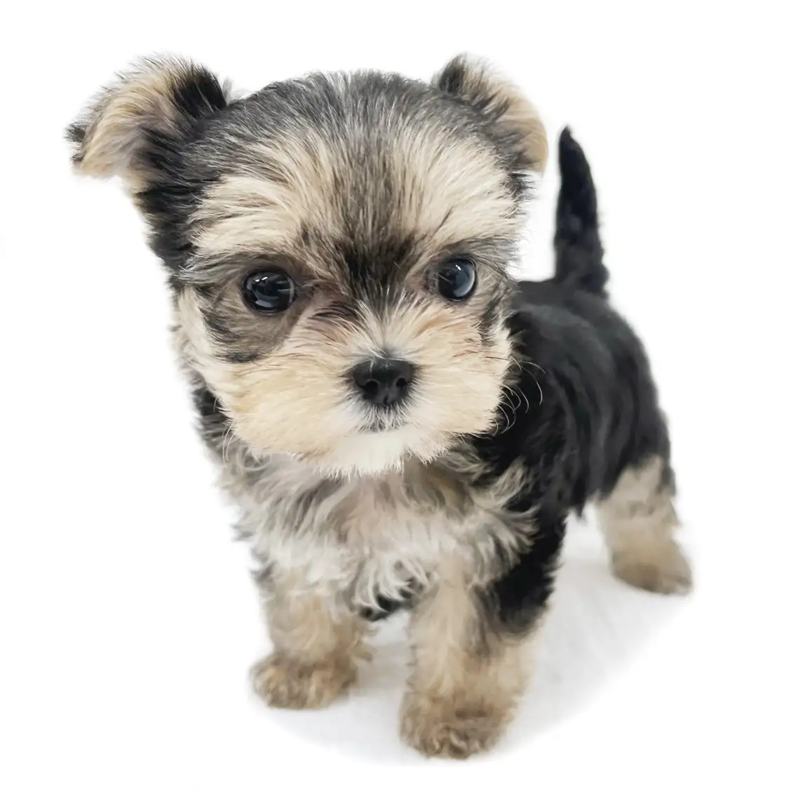 MIX(マルチーズ×ヨークシャーテリア)