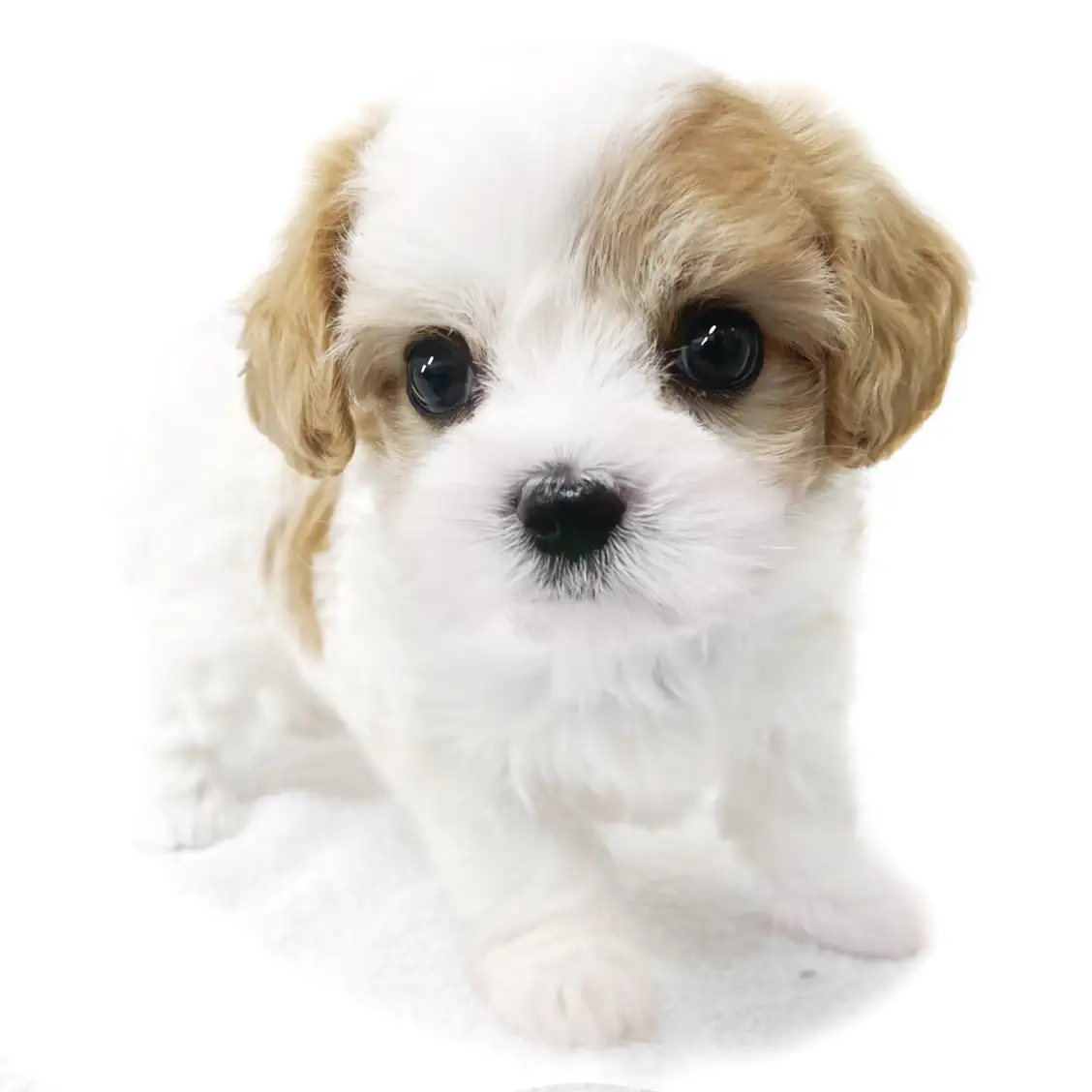 MIX(マルチーズ×キャバリアキングチャールズスパニエル)