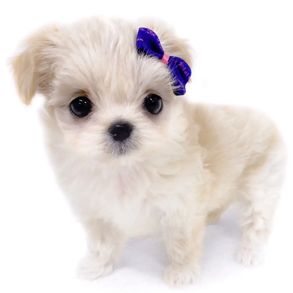 MIX(チワワ×マルチーズ)