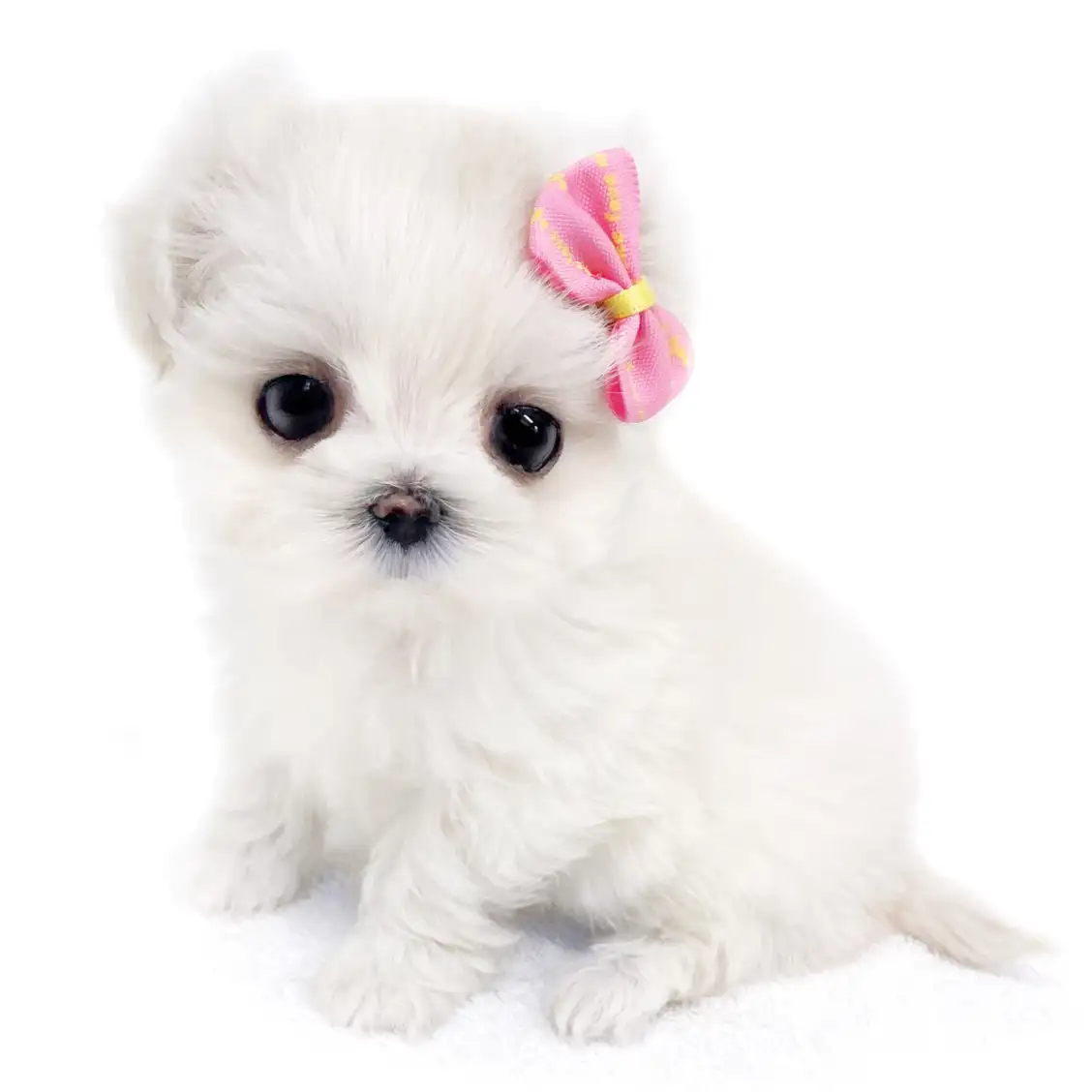 MIX(マルチーズ×トイプードル)