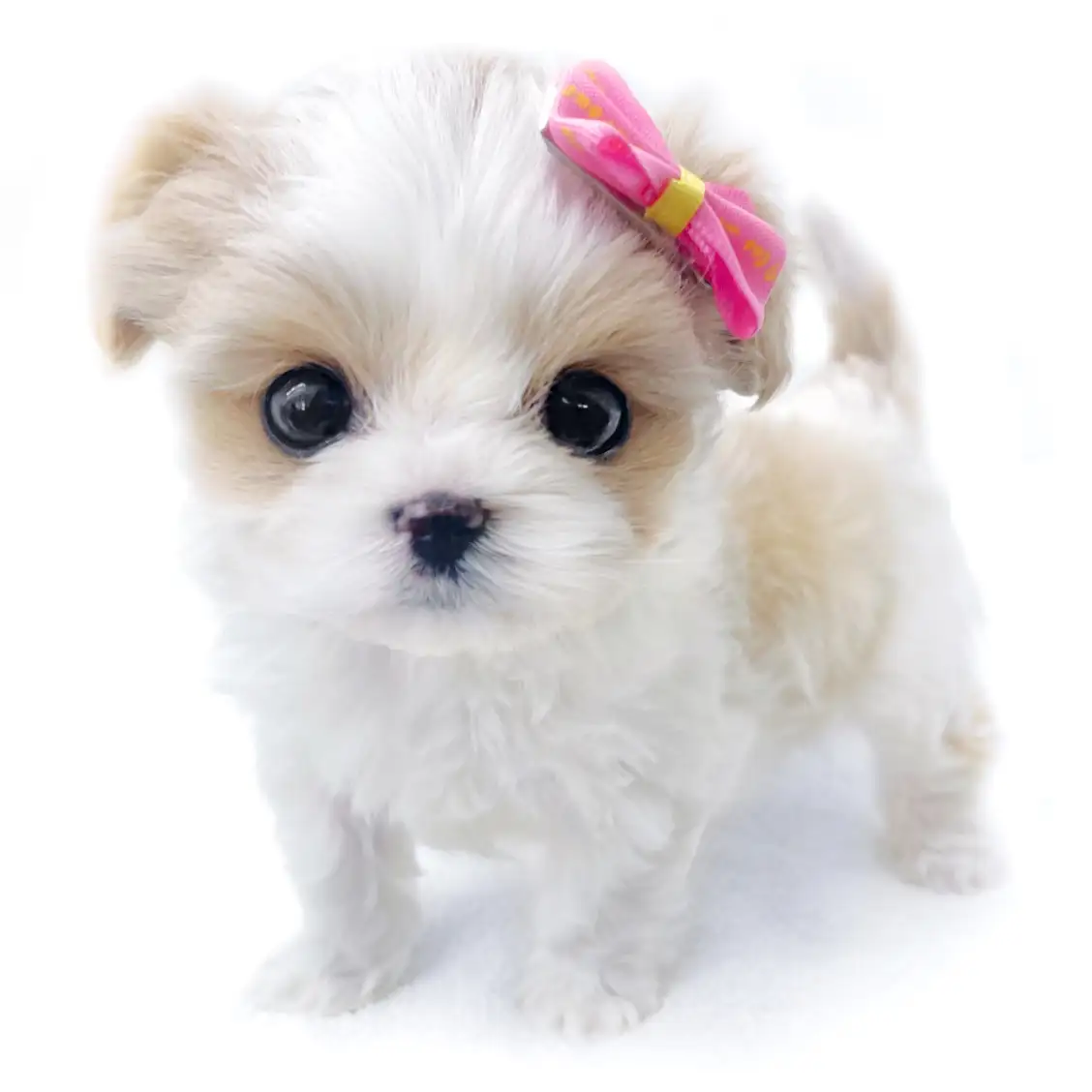 MIX【ビション×(キャバリア×ビション)】