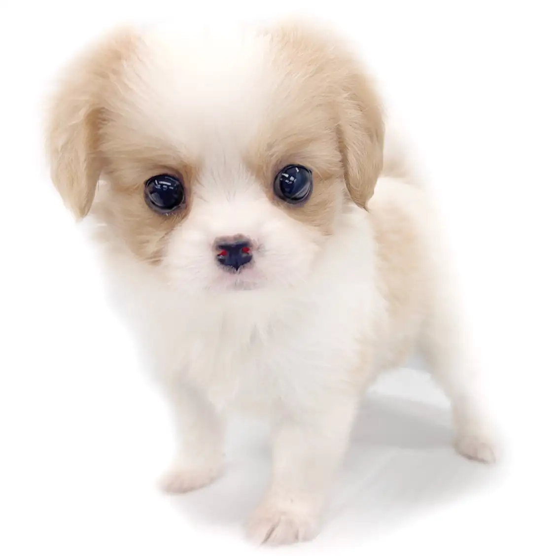 MIX(ポメラニアン×キャバリアキングチャールズスパニエル)