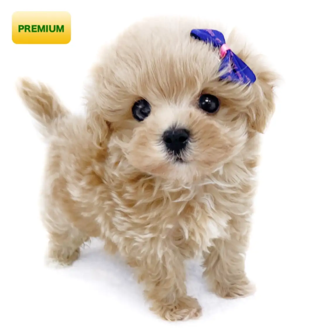 MIX(トイプードル×マルチーズ)