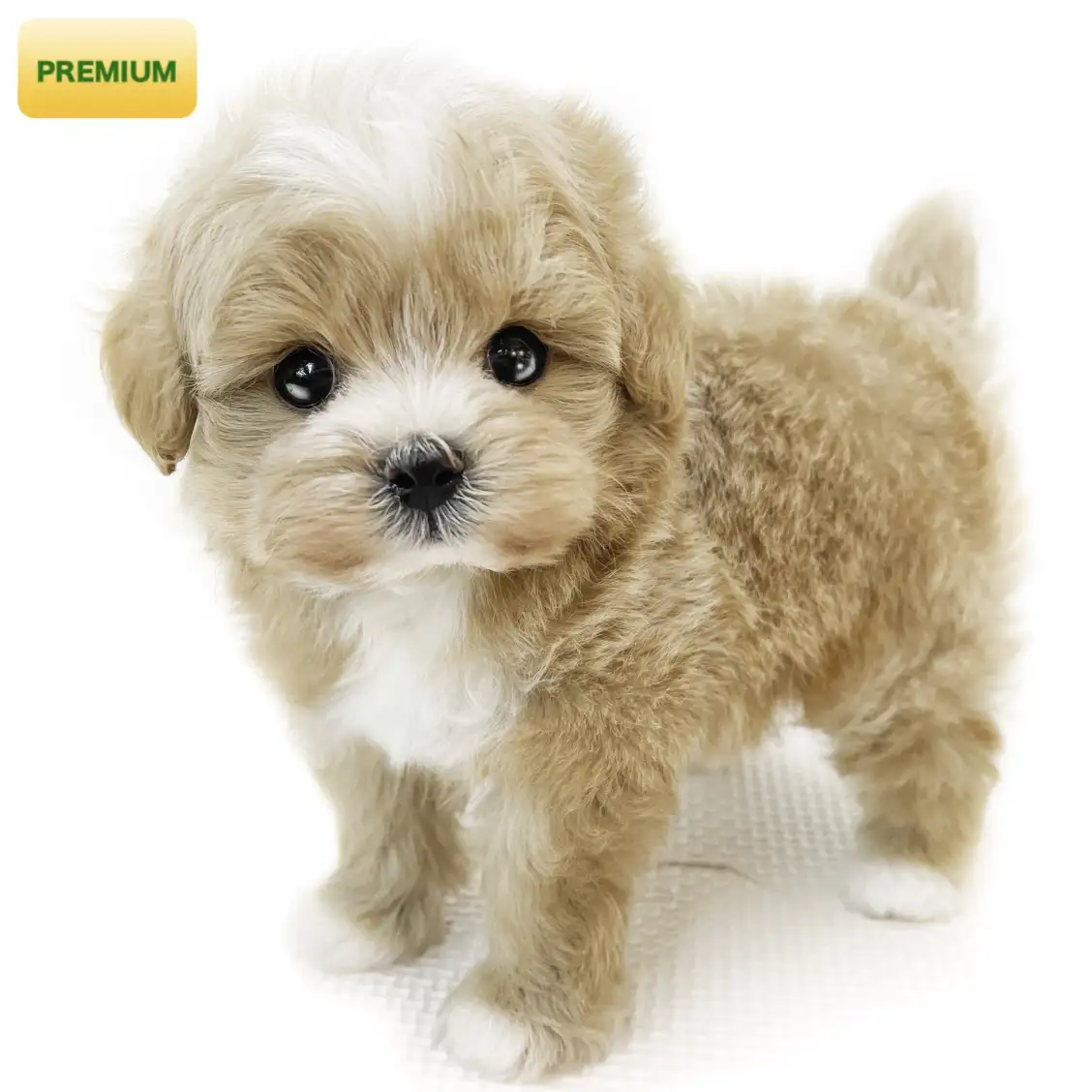 MIX(トイプードル×マルチーズ)