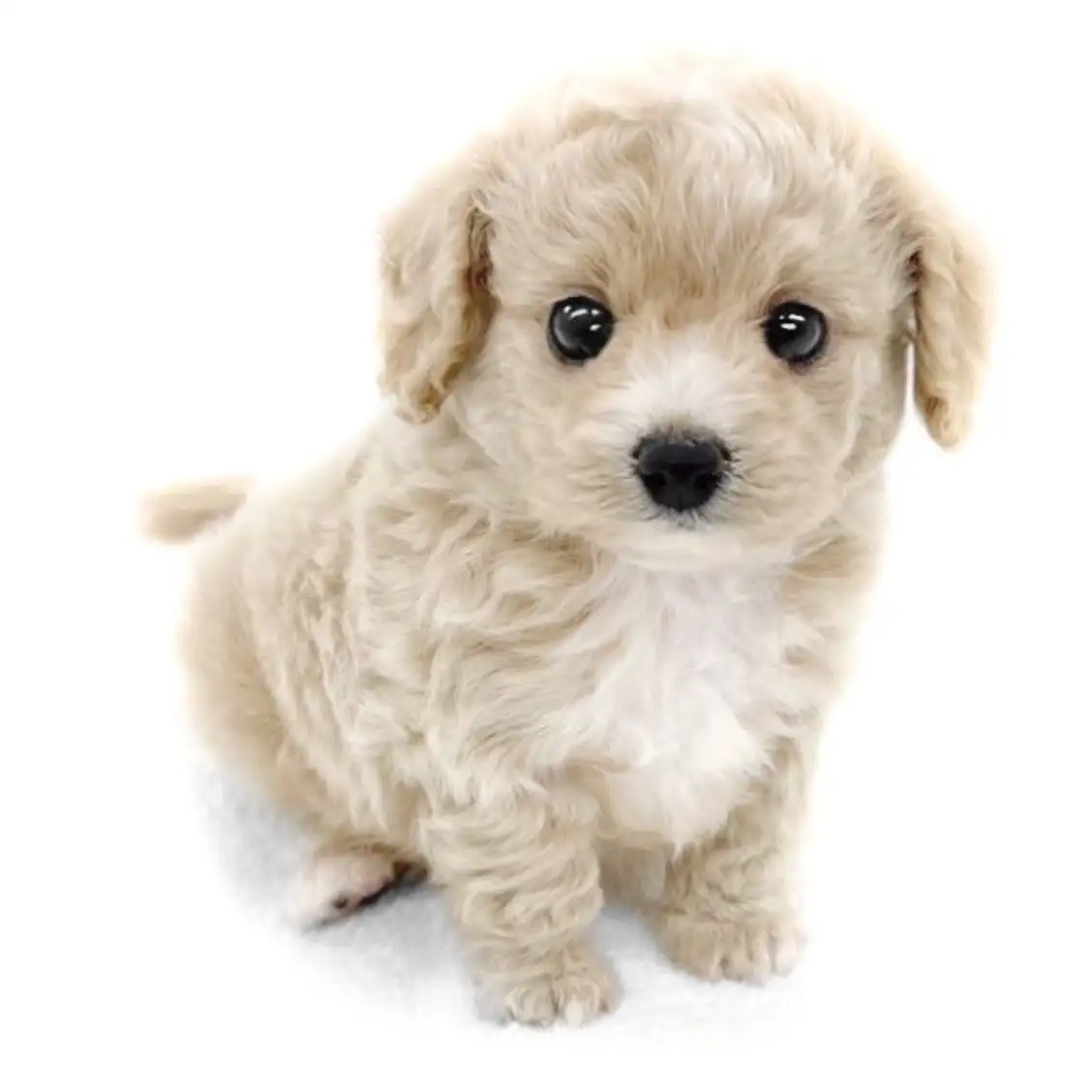 MIX(チワワ×トイプードル)