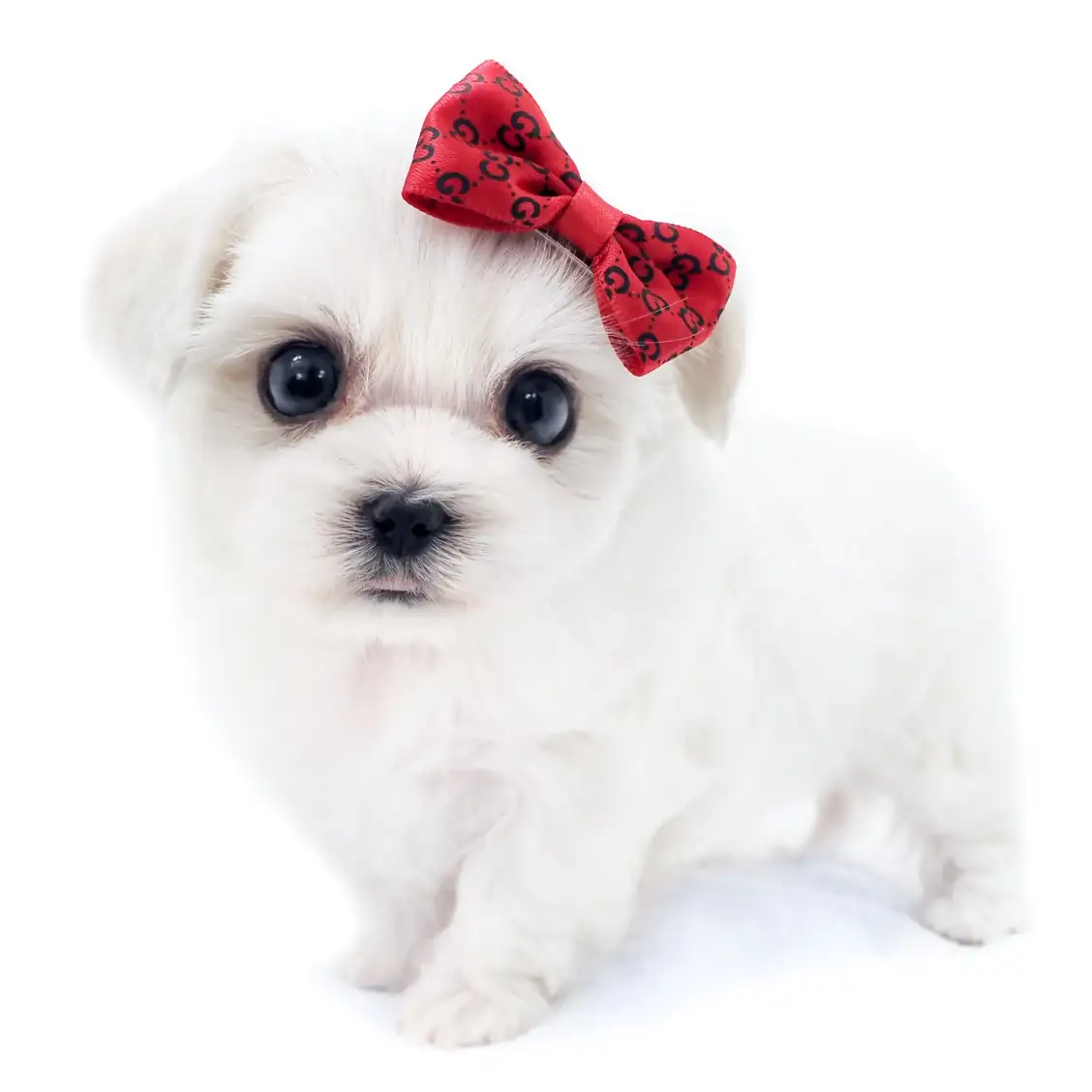 MIX(マルチーズ×トイプードル)