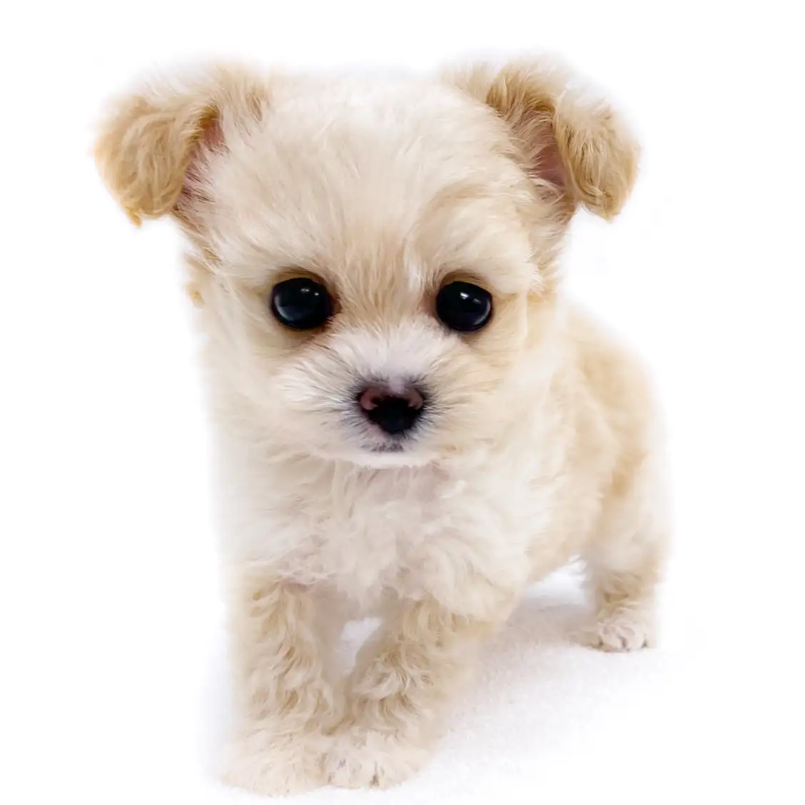 MIX(チワワ×トイプードル)