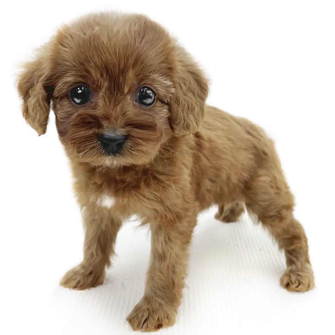 MIX(キャバリアキングチャールズスパニエル×トイプードル)