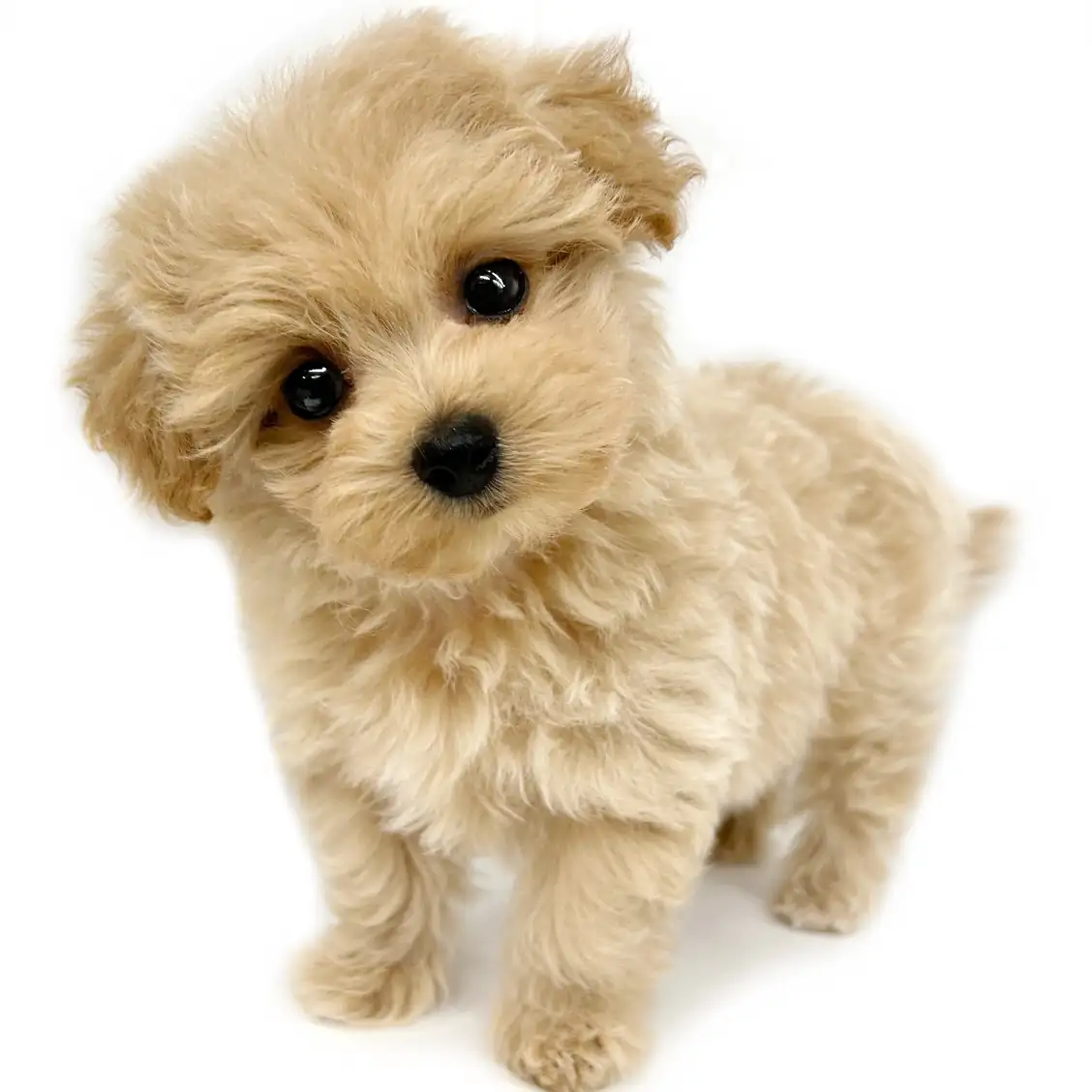 MIX（マルチーズ×トイプードル）