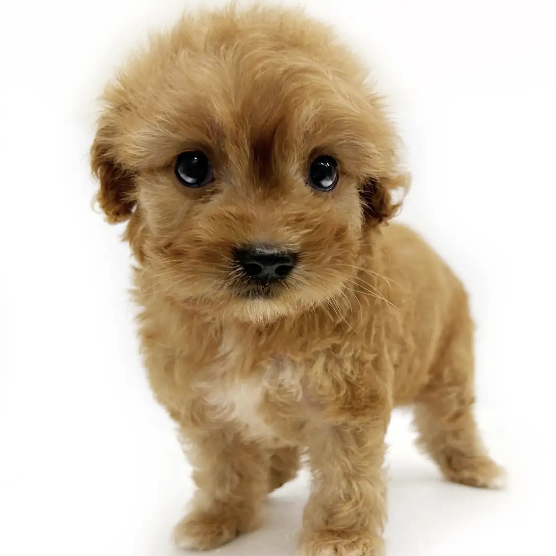 MIX(キャバリアキングチャールズスパニエル×トイプードル)