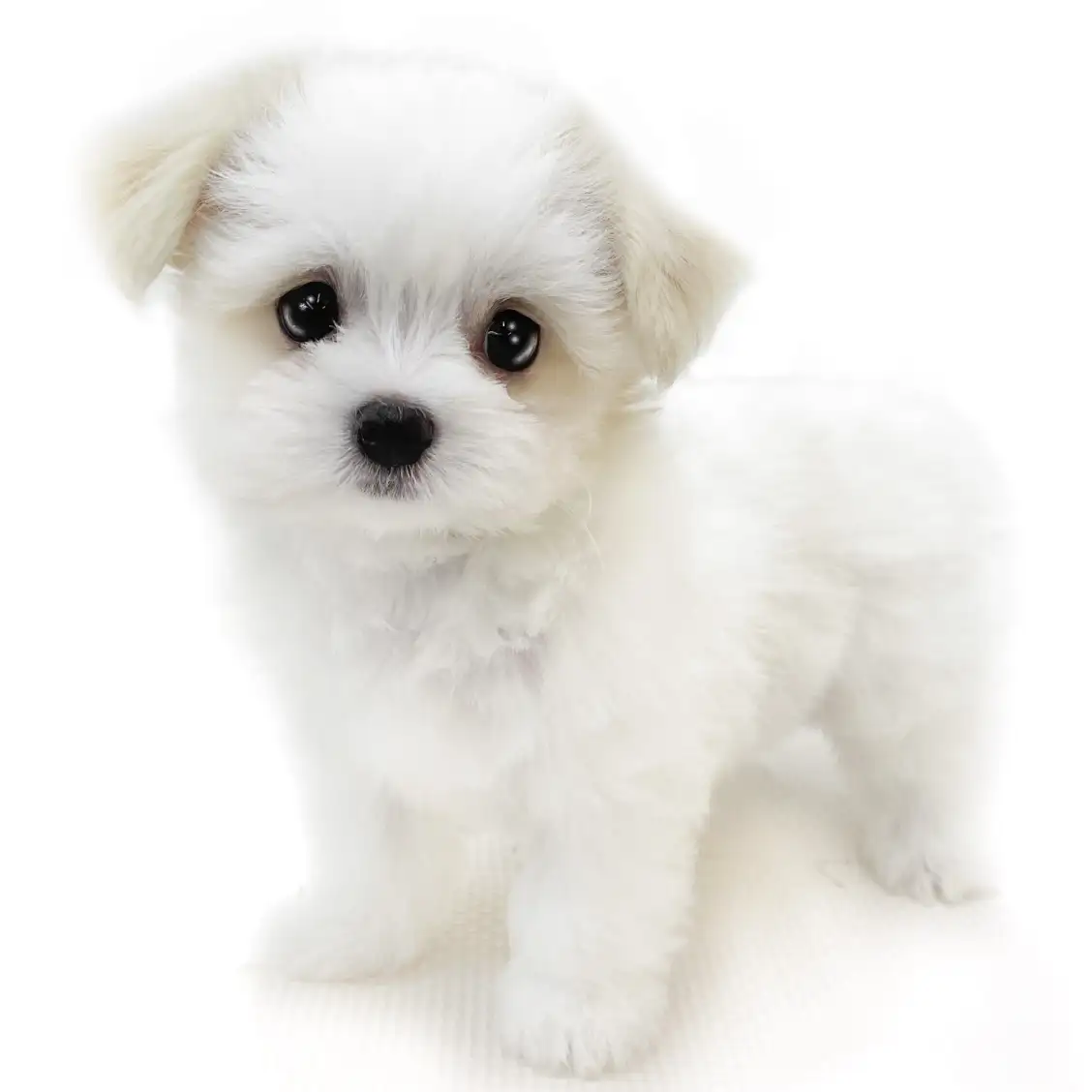 MIX(チワワ×マルチーズ)