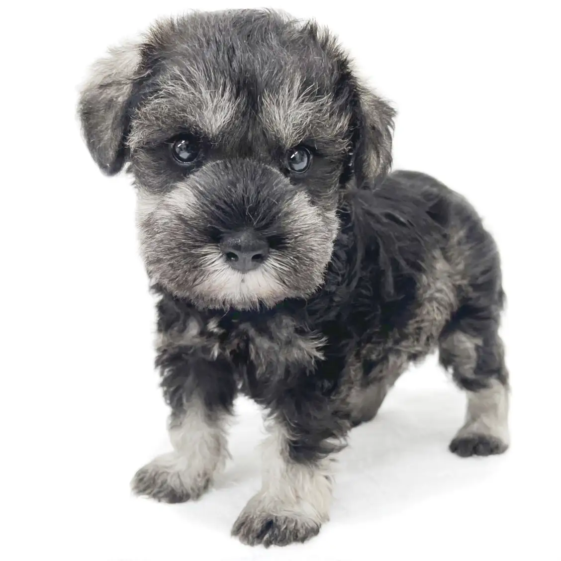 ミニチュア・シュナウザー