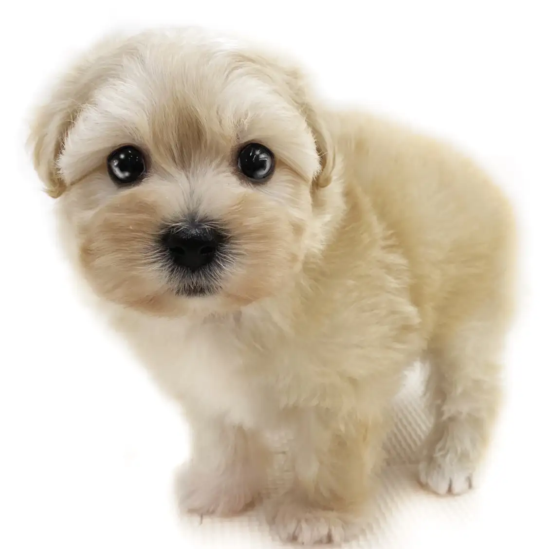 MIX(マルチーズ×トイプードル)