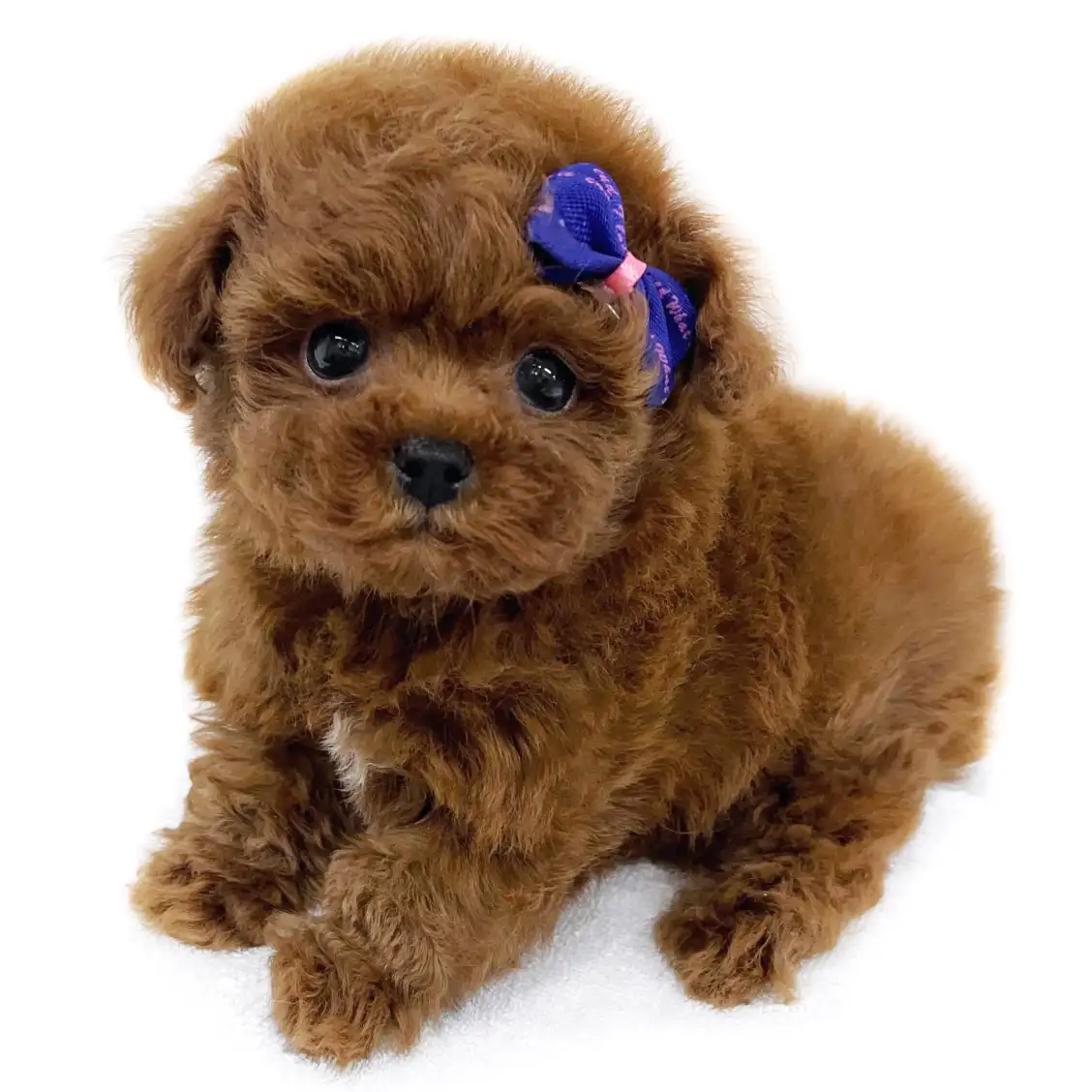 トイ・プードル