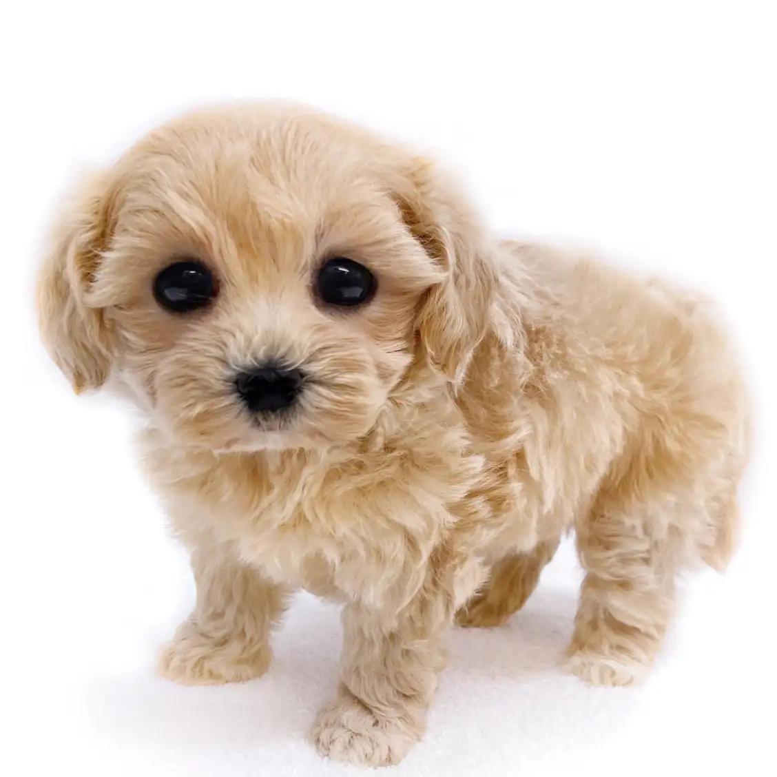 MIX(マルチーズ×トイプードル)