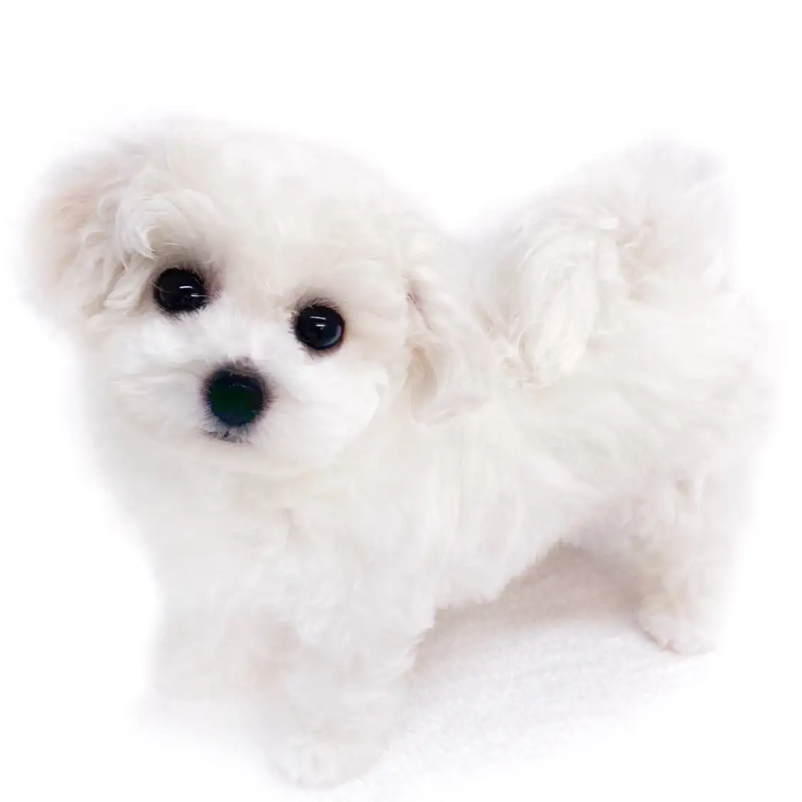 ビションフリーゼ