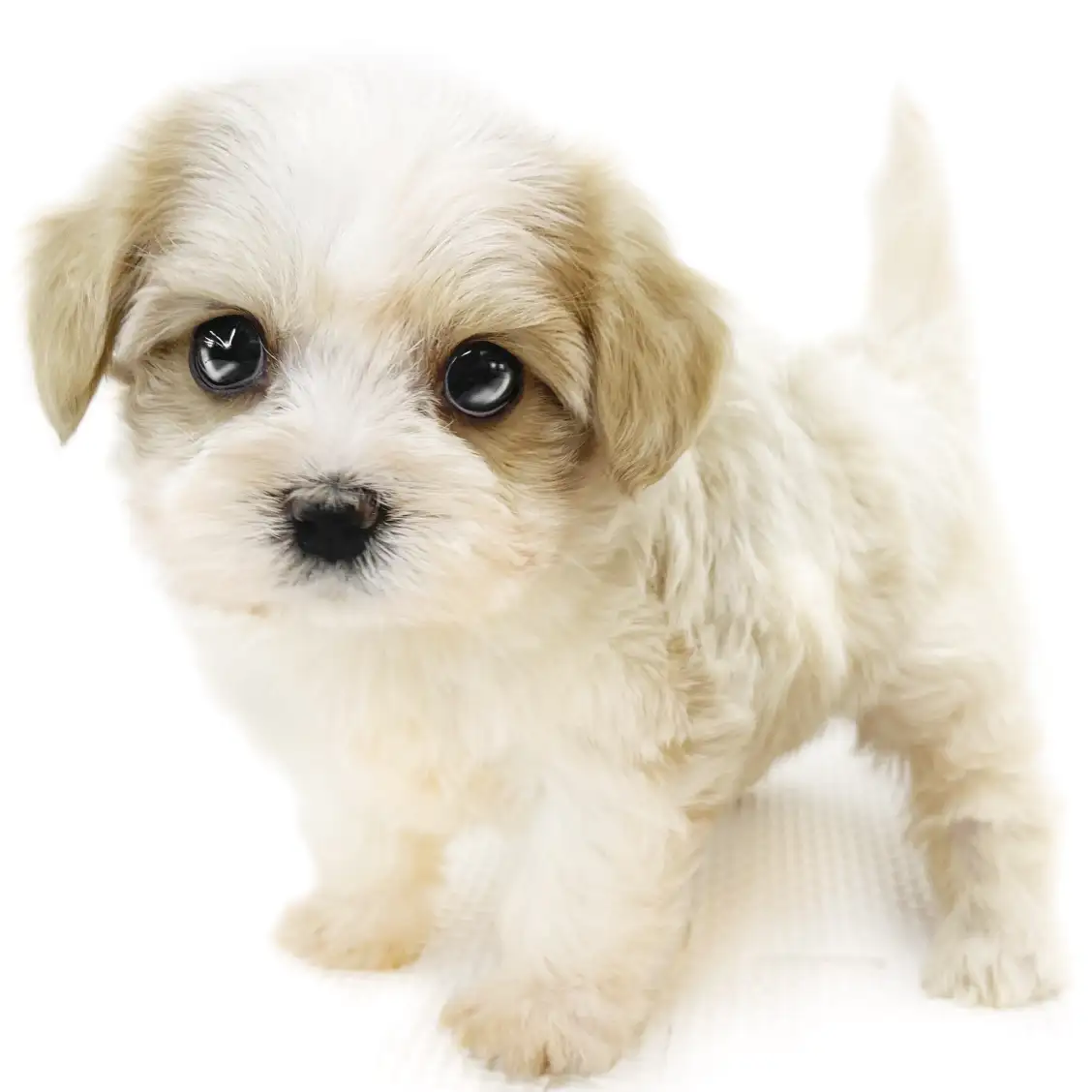 MIX(マルチーズ×キャバリアキングチャールズスパニエル)