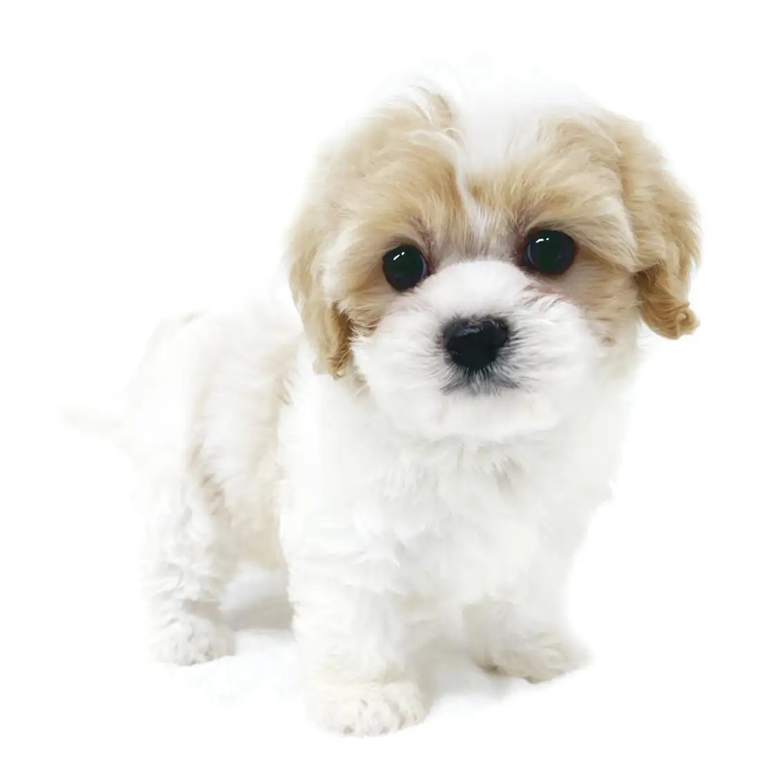 MIX（キャバリアキングチャールズスパニエル×マルチーズ）