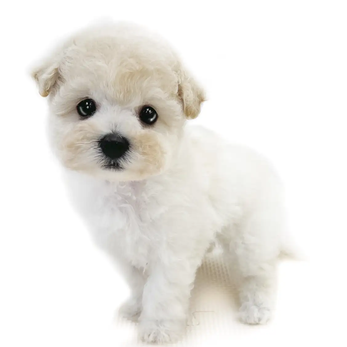 MIX(ビションフリーゼ×トイプードル)