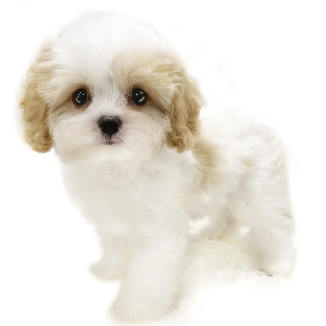 MIX(キャバリアキングチャールズスパニエル×ビションフリーゼ)