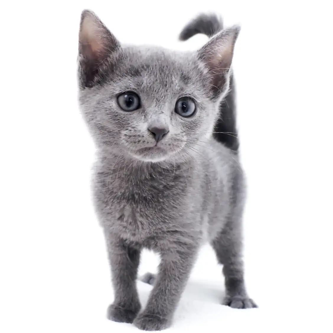 ロシアンブルー