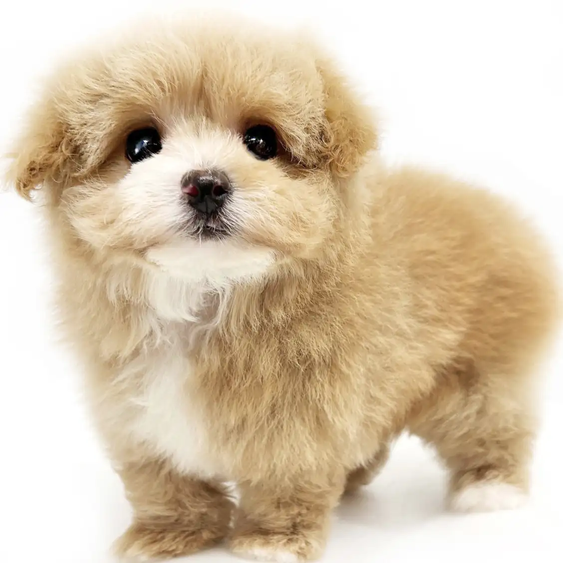 MIX(マルチーズ×トイプードル)