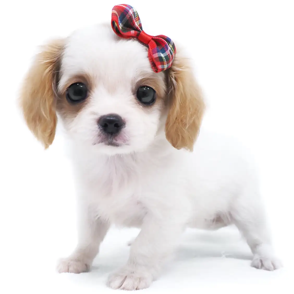 MIX(マルチーズ×キャバリアキングチャールズスパニエル)