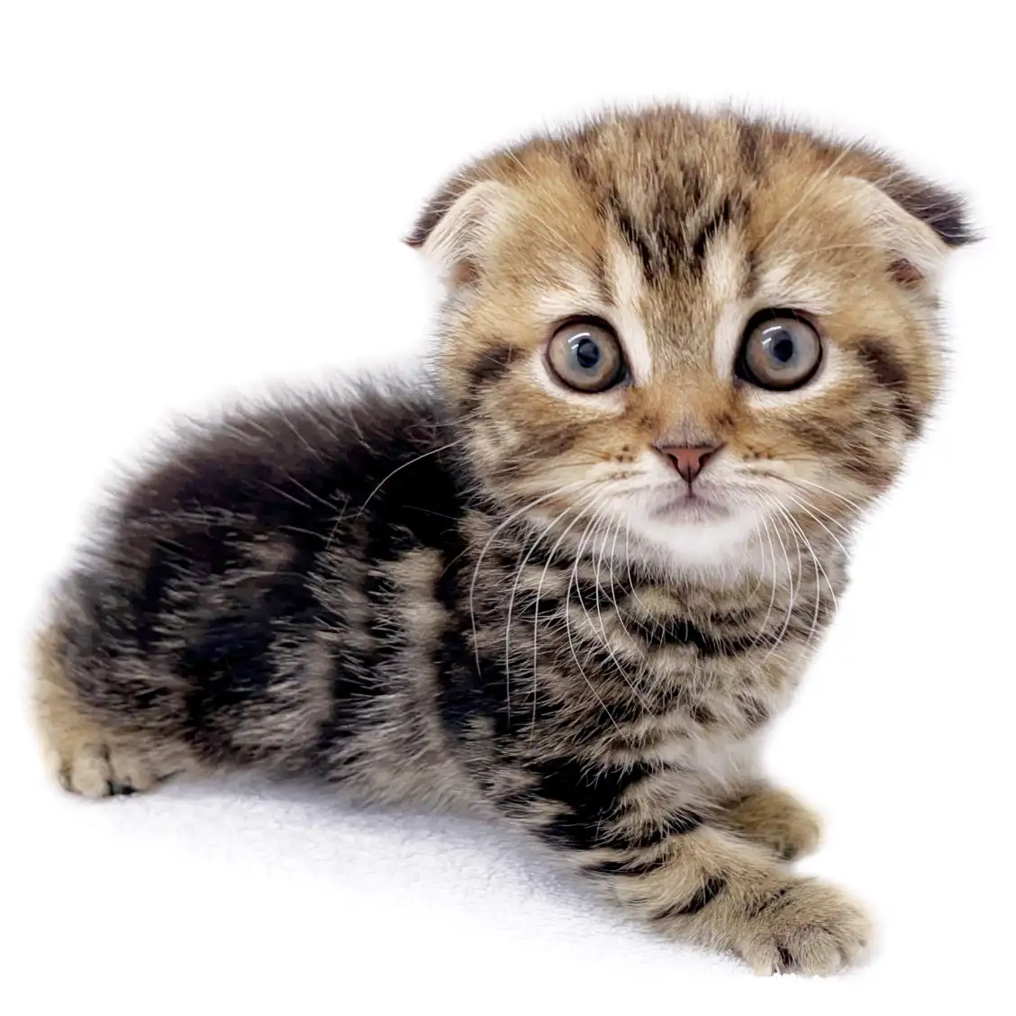 スコティッシュフォールド