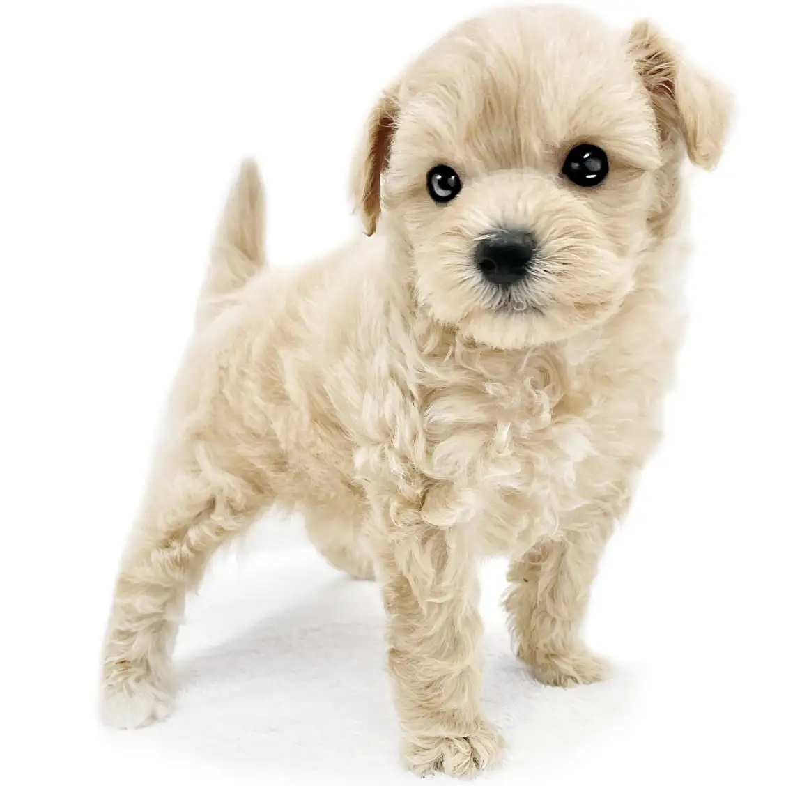 MIX(トイプードル×マルチーズ)