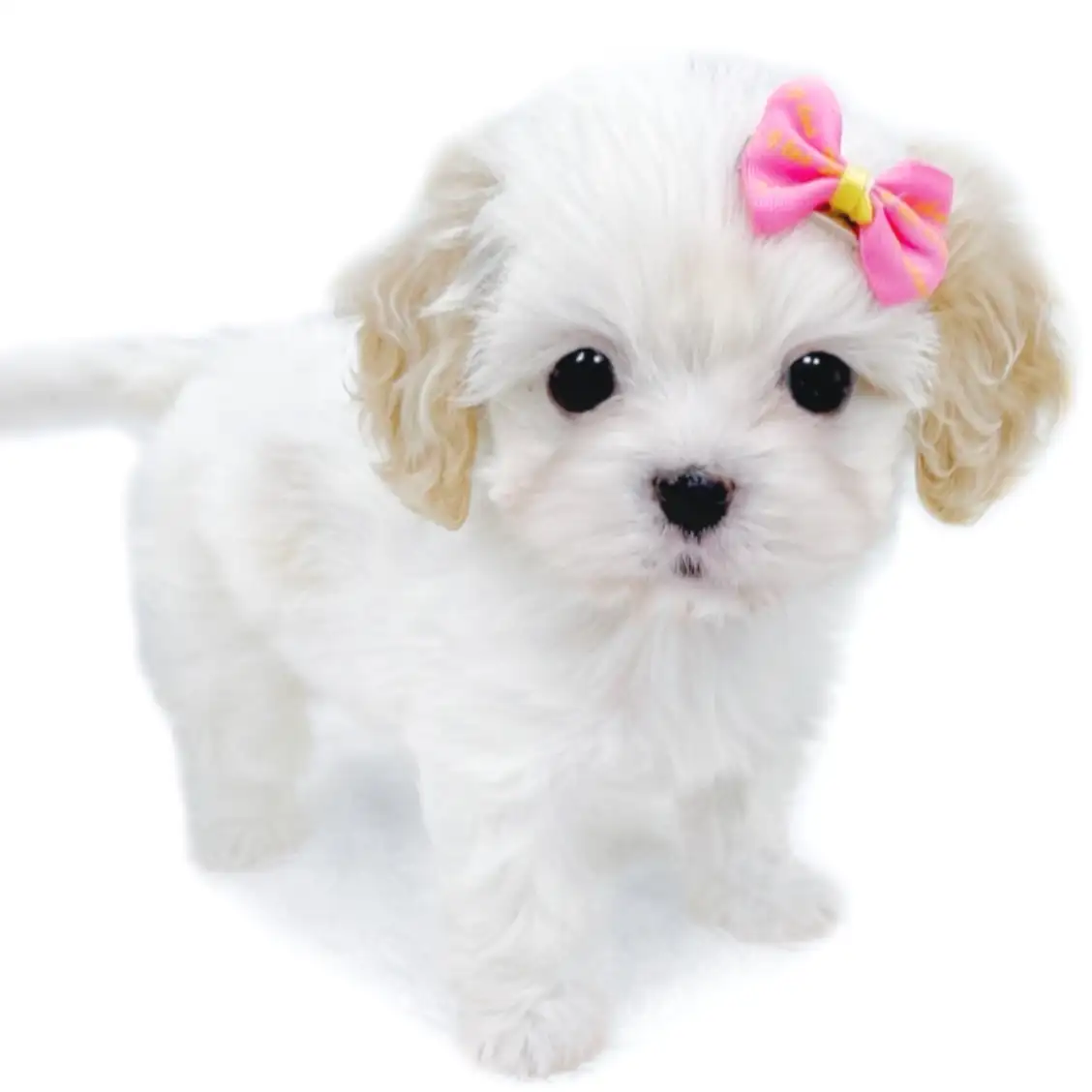 MIX(マルチーズ×キャバリアキングチャールズスパニエル)