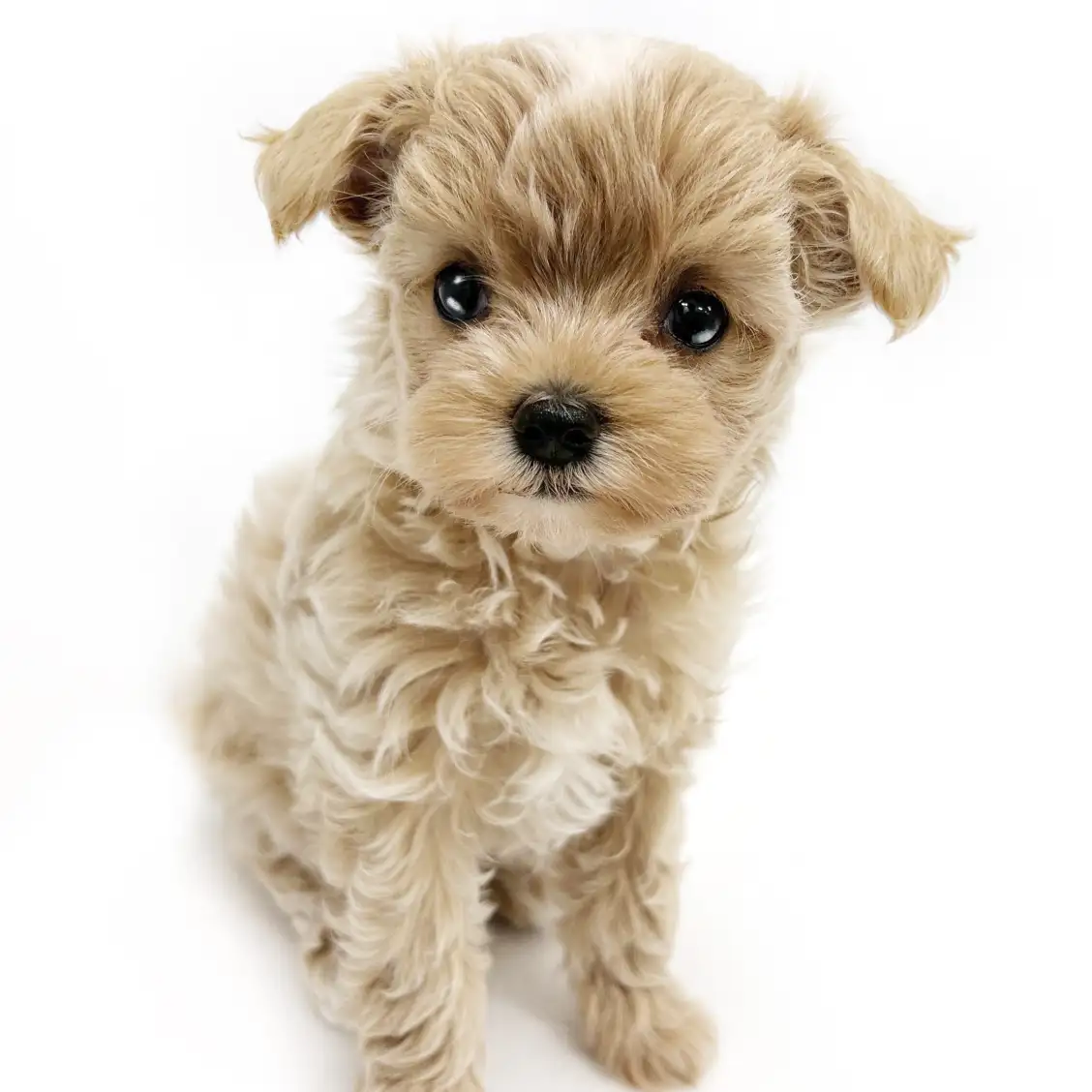 MIX(マルチーズ×トイプードル)