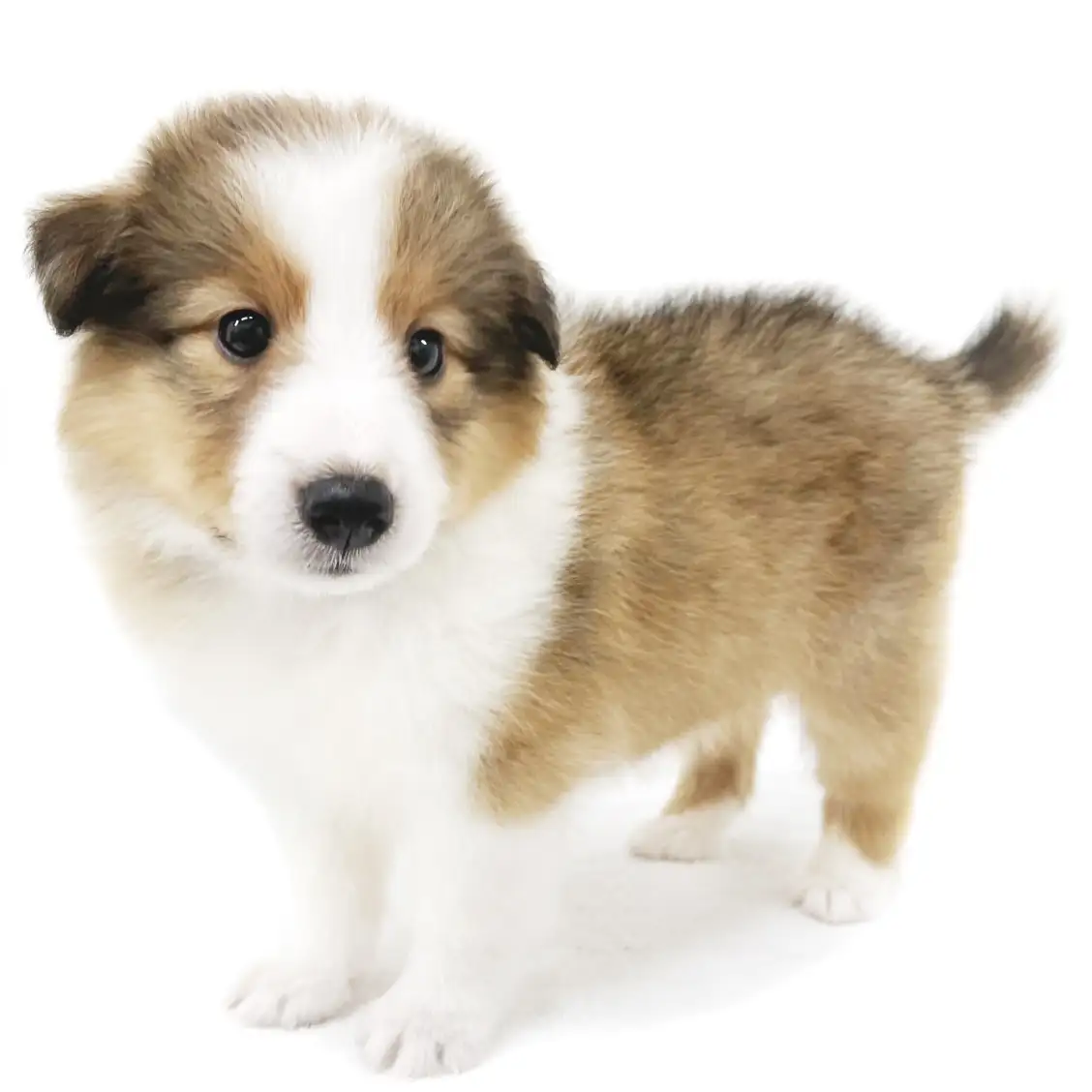 シェットランドシープドッグ