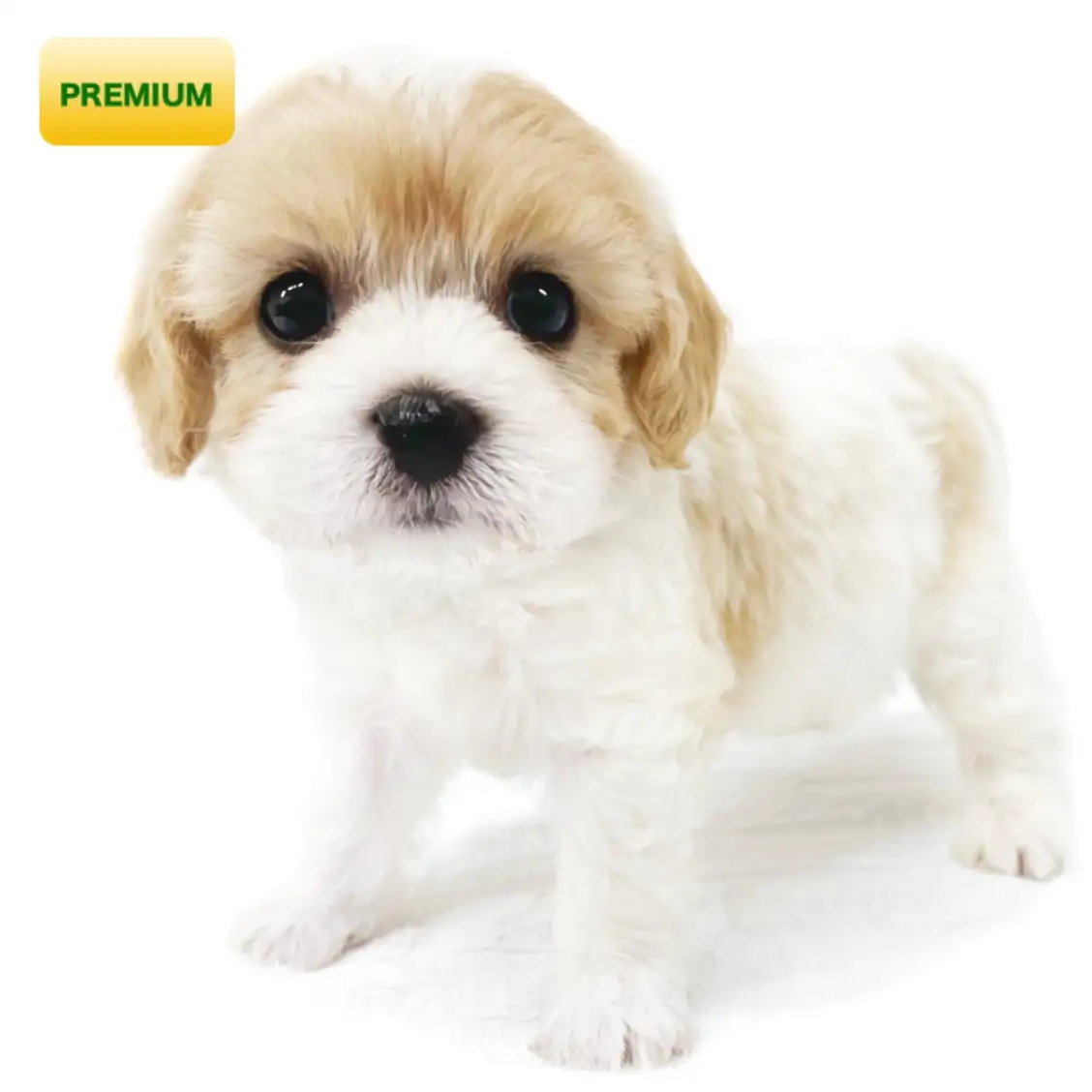 MIX(キャバリアキングチャールズスパニエル×ビションフリーゼ)