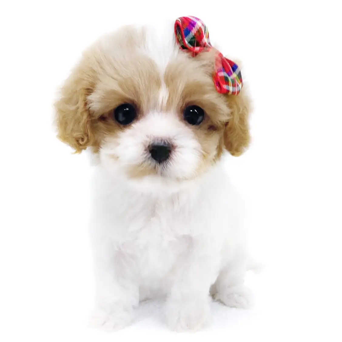 MIX【キャバリア×(マルチーズ×トイプードル)】