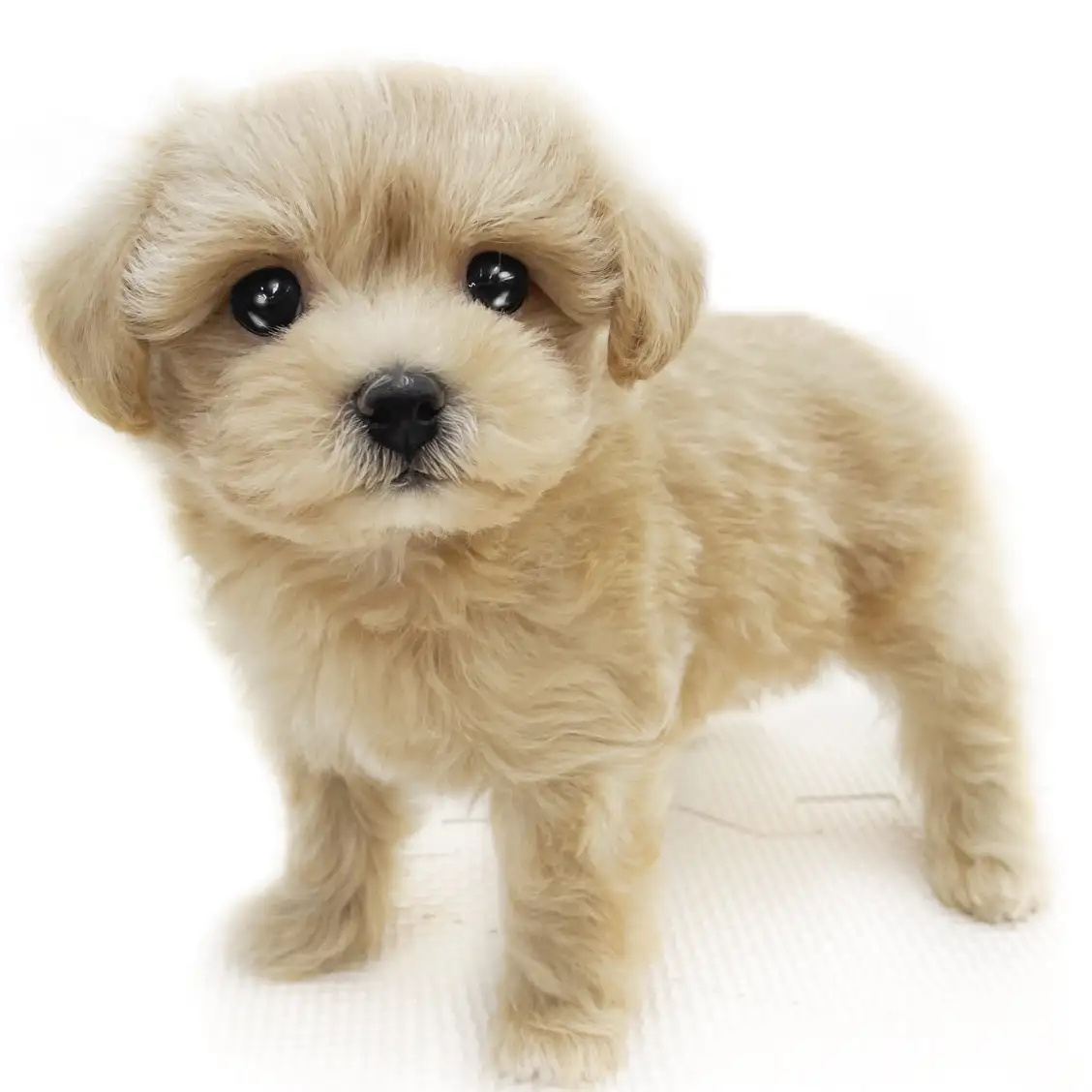 MIX(マルチーズ×トイプードル)