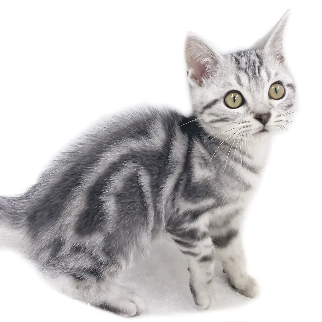 アメリカンショートヘア