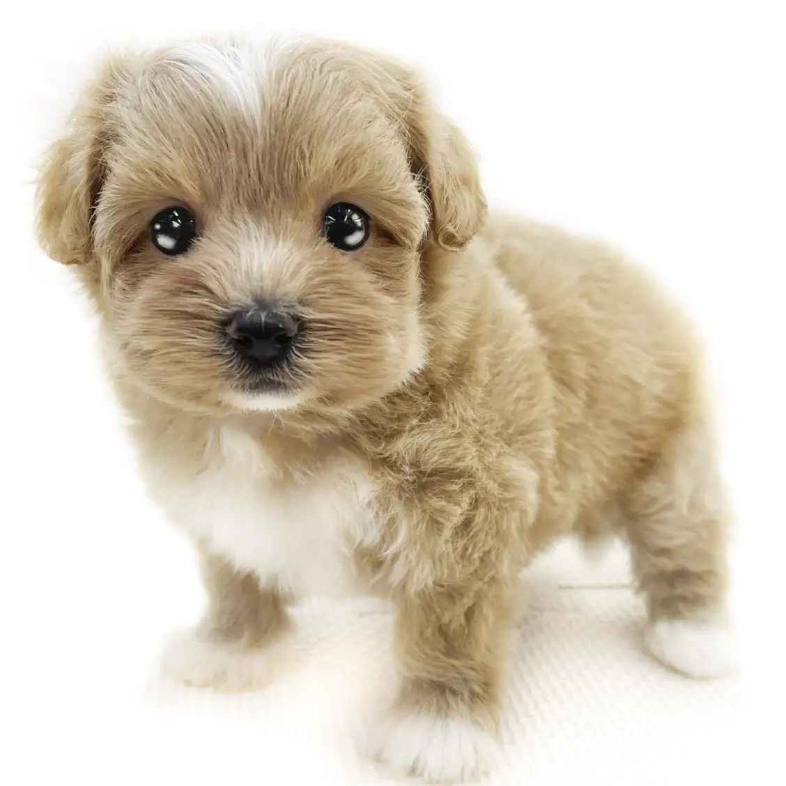 MIX(トイプードル×マルチーズ)