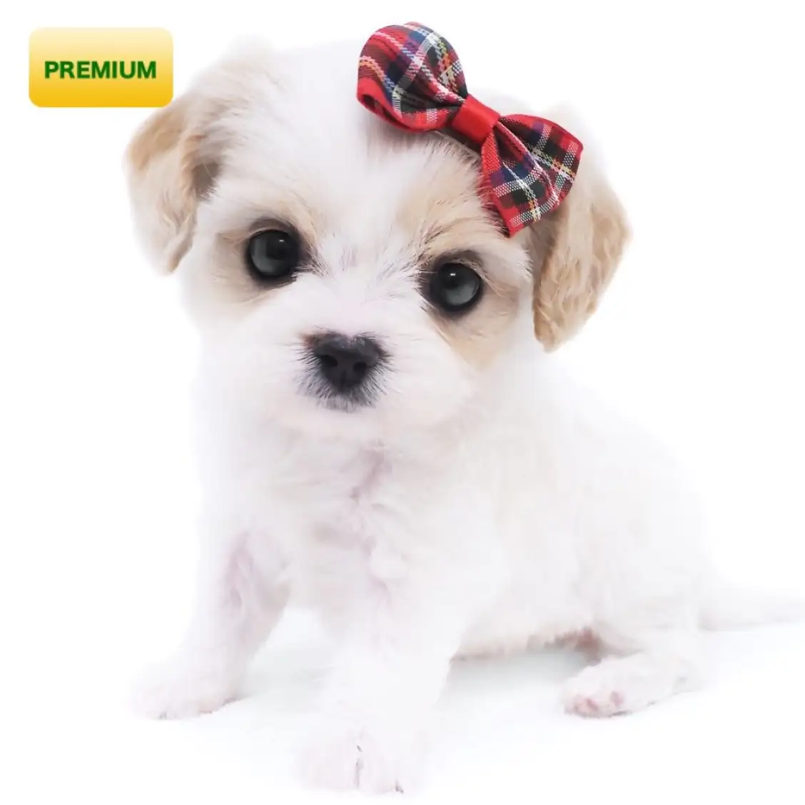 MIX(キャバリアキングチャールズスパニエル×ビションフリーゼ)