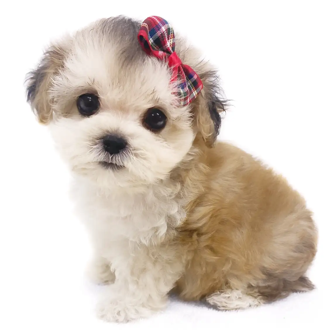 MIX(マルチーズ×ヨークシャーテリア)