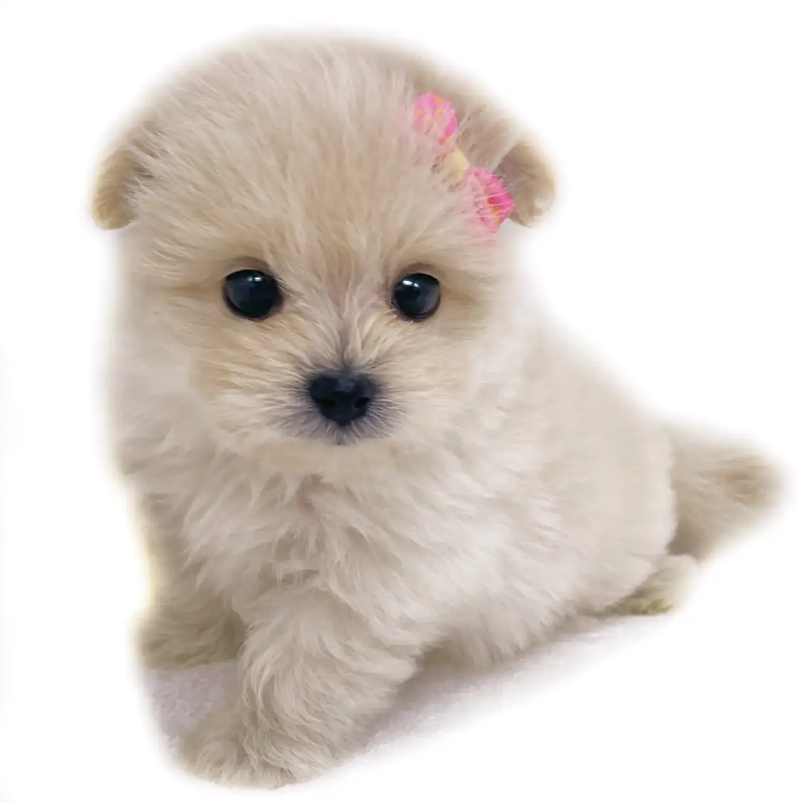 MIX（ポメラニアン×マルチーズ）