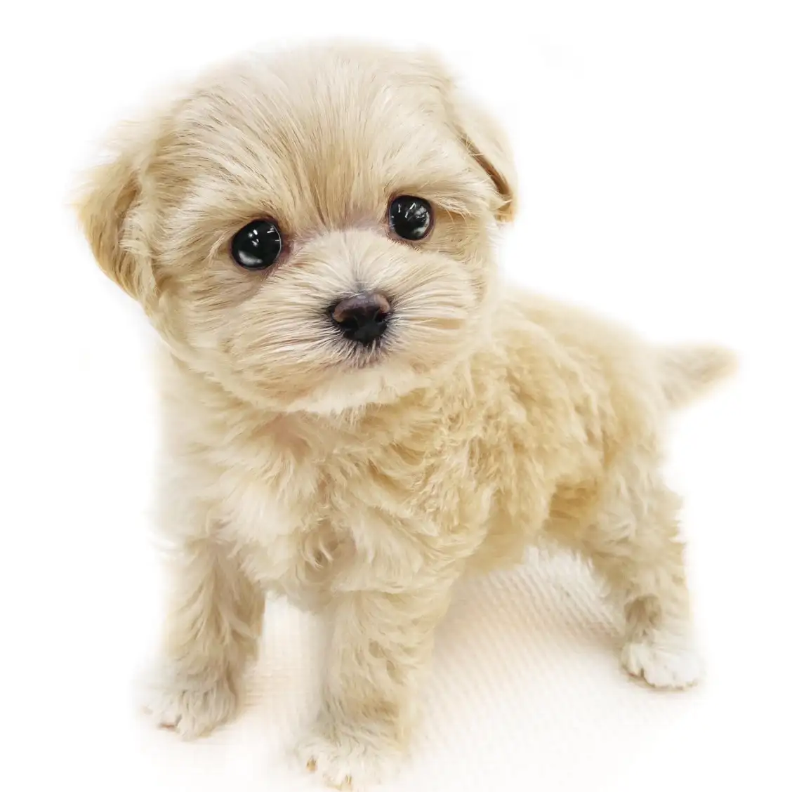 MIX(マルチーズ×トイプードル)