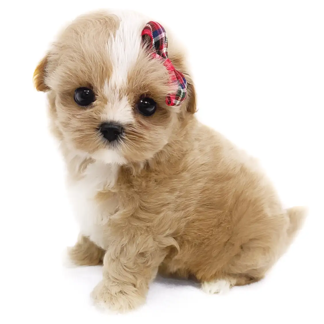 MIX(マルチーズ×トイプードル)