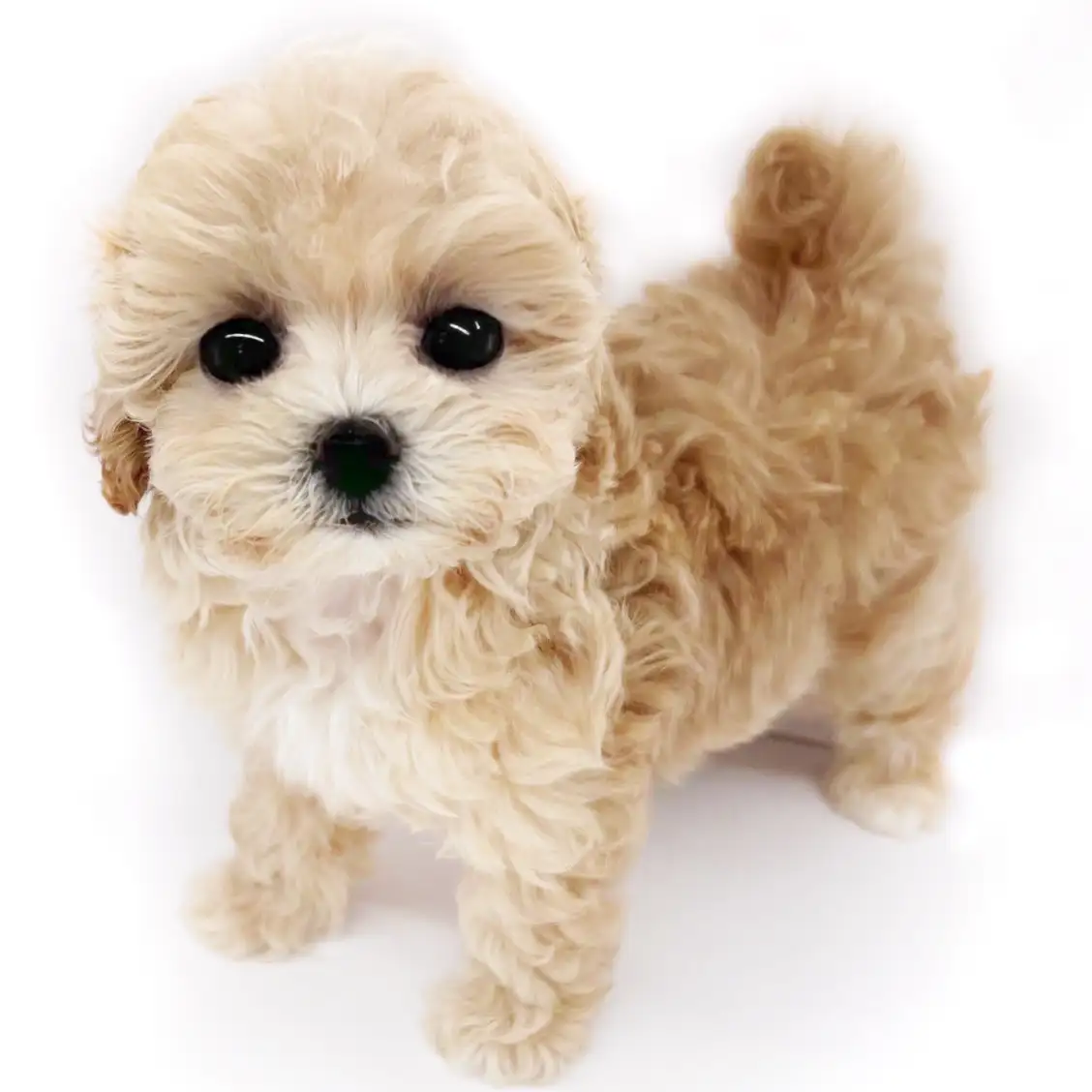 MIX(トイプードル×マルチーズ)