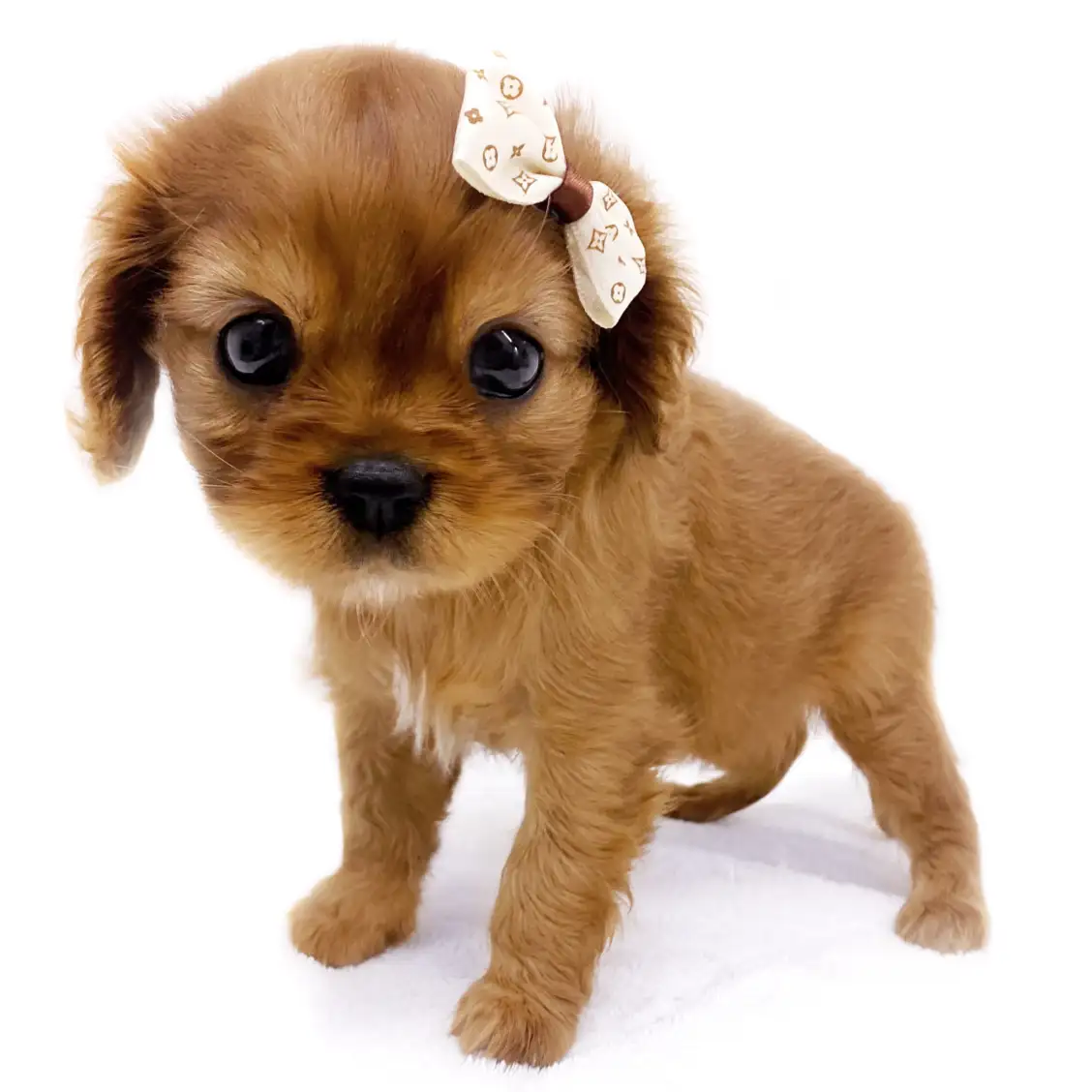 キャバリア・キングチャールズ・スパニエル