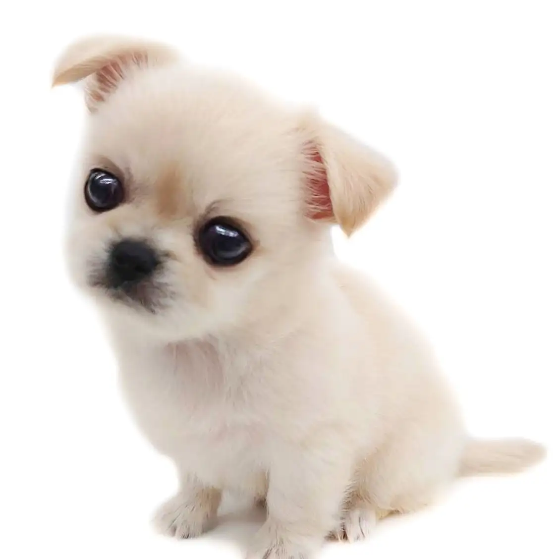 MIX(チワワ×ペキニーズ)